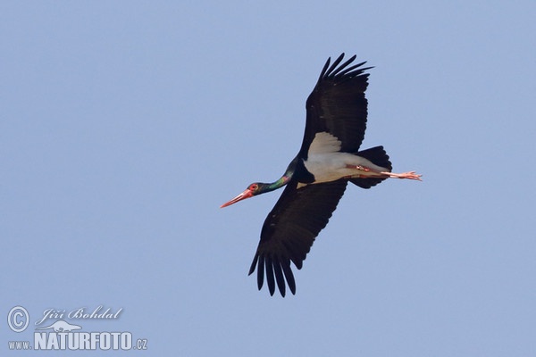 Schwarzstorch (Ciconia nigra)