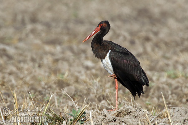 Schwarzstorch (Ciconia nigra)