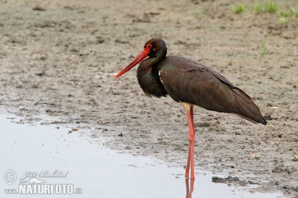 Schwarzstorch (Ciconia nigra)