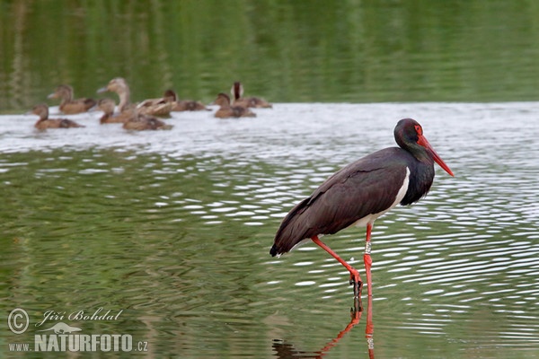 Schwarzstorch (Ciconia nigra)