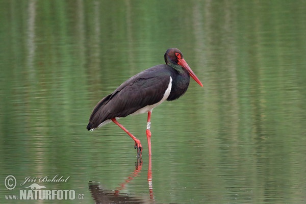 Schwarzstorch (Ciconia nigra)