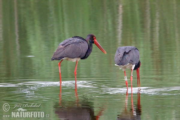 Schwarzstorch (Ciconia nigra)