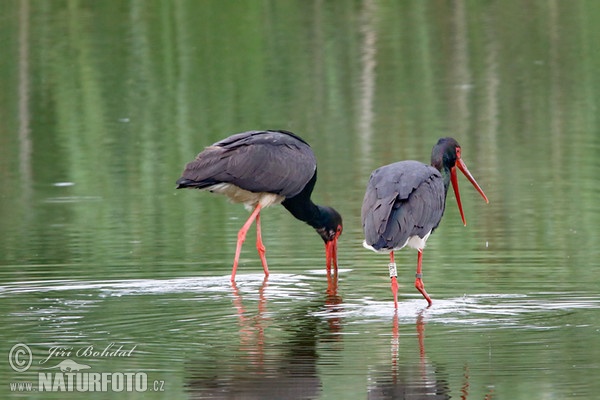 Schwarzstorch (Ciconia nigra)