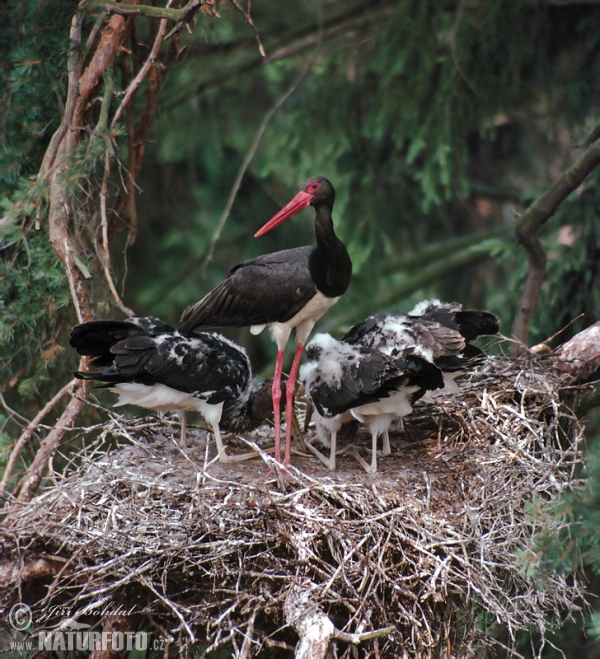 Schwarzstorch (Ciconia nigra)