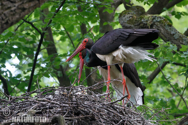 Schwarzstorch (Ciconia nigra)