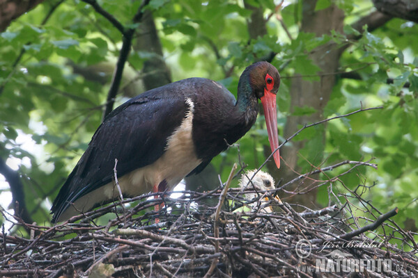 Schwarzstorch (Ciconia nigra)