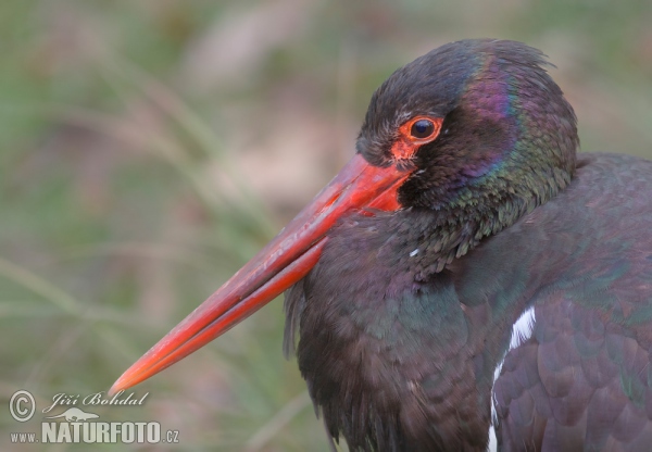 Schwarzstorch (Ciconia nigra)