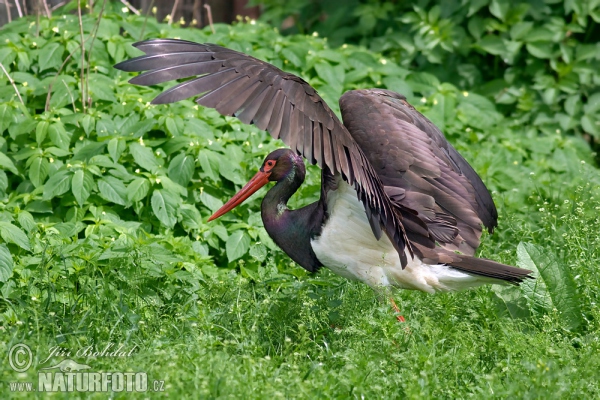 Schwarzstorch (Ciconia nigra)