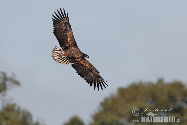 See Adler (Haliaeetus albicilla)