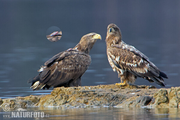 See Adler (Haliaeetus albicilla)