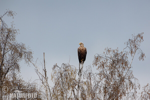 See Adler (Haliaeetus albicilla)