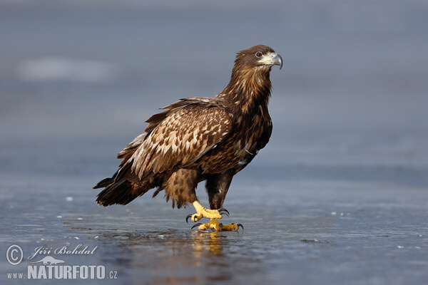 See Adler (Haliaeetus albicilla)