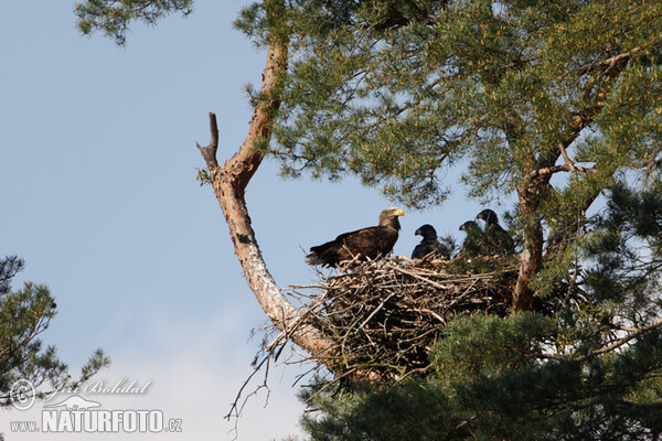 See Adler (Haliaeetus albicilla)