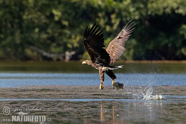 See Adler (Haliaeetus albicilla)