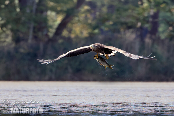 See Adler (Haliaeetus albicilla)