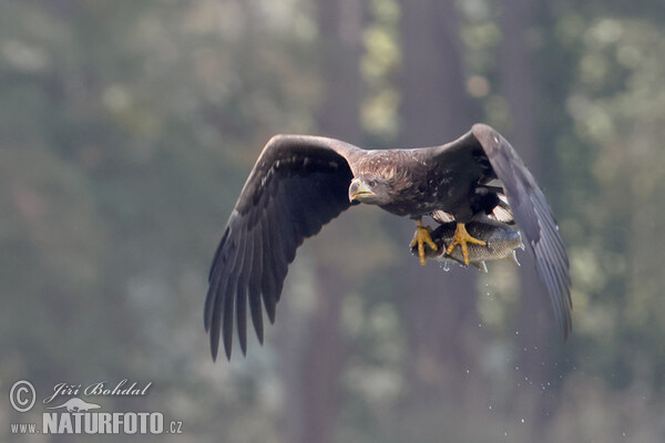 See Adler (Haliaeetus albicilla)