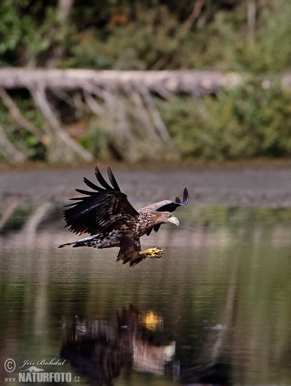 See Adler (Haliaeetus albicilla)