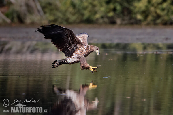 See Adler (Haliaeetus albicilla)