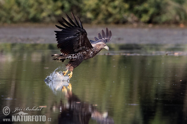 See Adler (Haliaeetus albicilla)