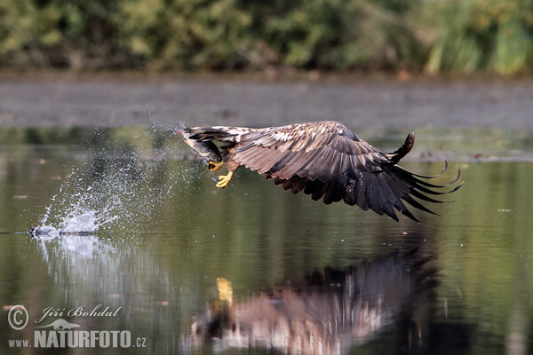 See Adler (Haliaeetus albicilla)