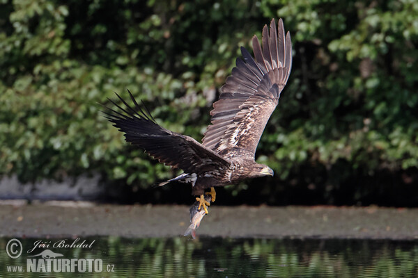 See Adler (Haliaeetus albicilla)