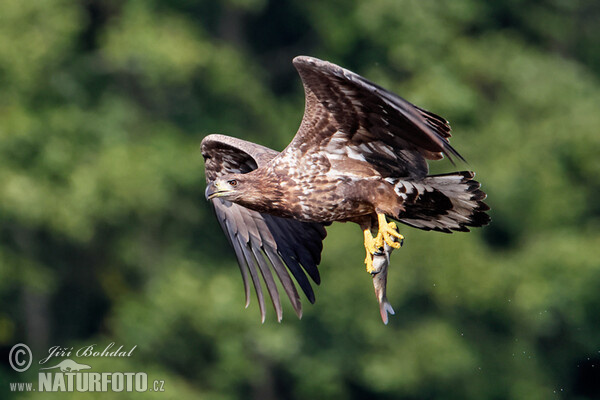 See Adler (Haliaeetus albicilla)