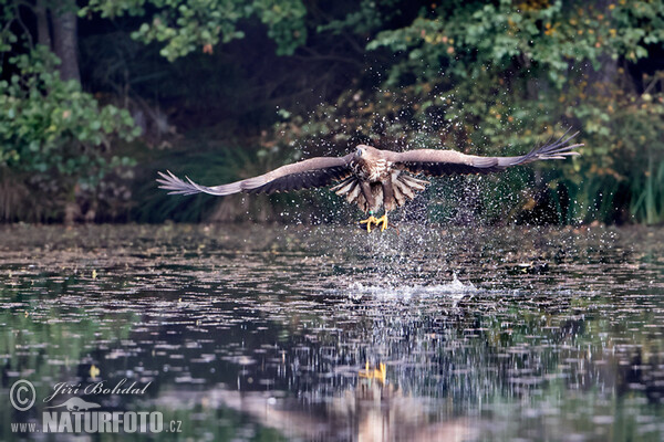 See Adler (Haliaeetus albicilla)