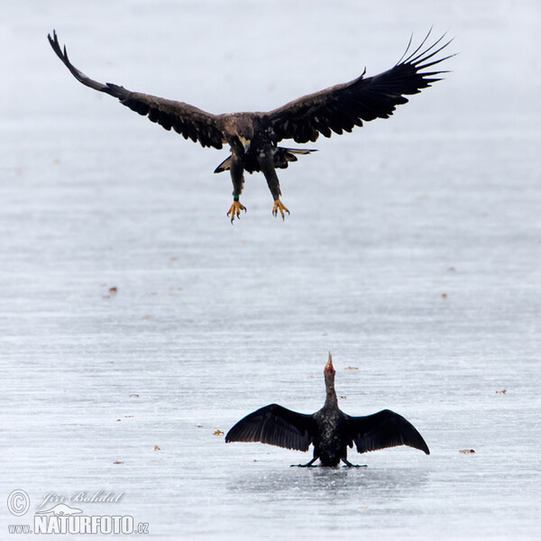 See Adler (Haliaeetus albicilla)