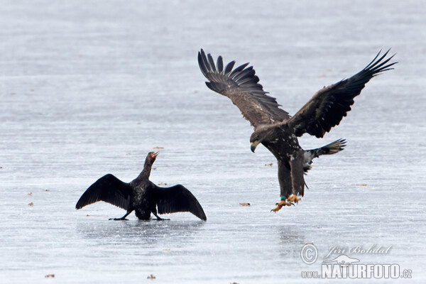 See Adler (Haliaeetus albicilla)