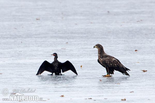 See Adler (Haliaeetus albicilla)