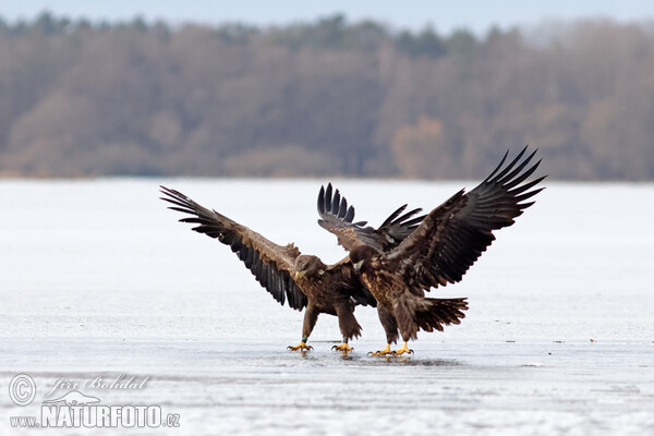 See Adler (Haliaeetus albicilla)