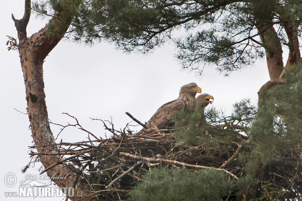 See Adler (Haliaeetus albicilla)