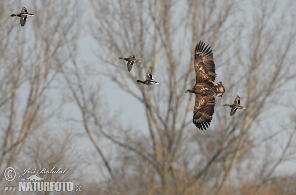 Seeadler (Haliaeetus albicilla)