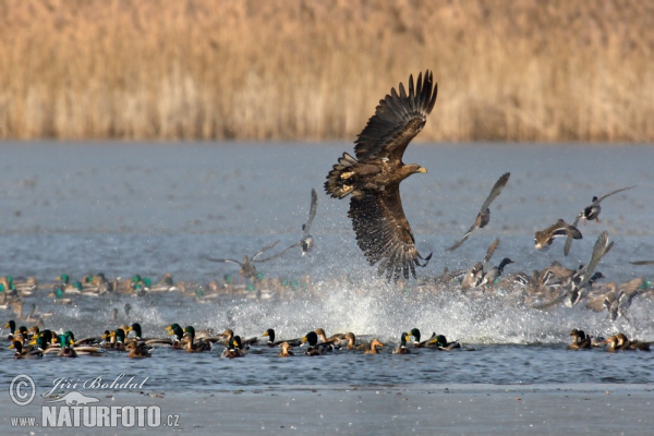 Seeadler (Haliaeetus albicilla)