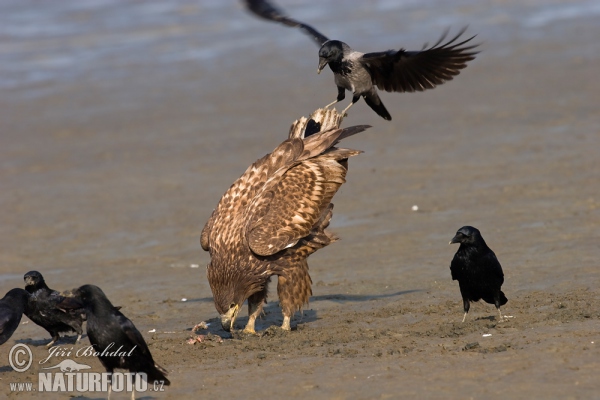 Seeadler (Haliaeetus albicilla)