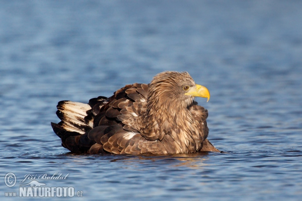 Seeadler (Haliaeetus albicilla)