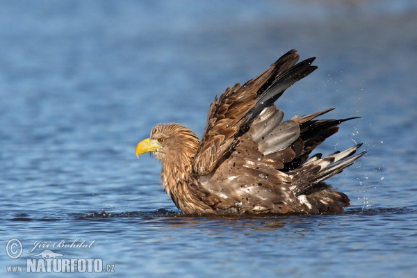 Seeadler (Haliaeetus albicilla)