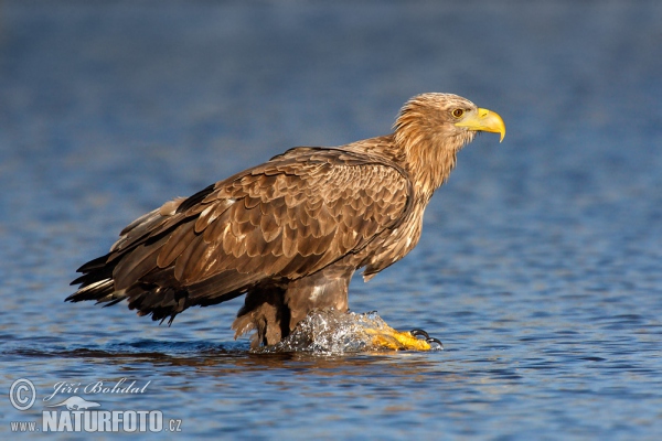 Seeadler (Haliaeetus albicilla)