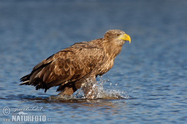 Seeadler (Haliaeetus albicilla)