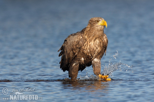 Seeadler (Haliaeetus albicilla)