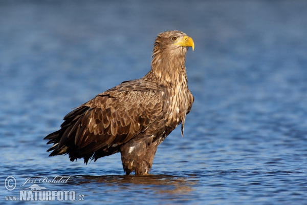 Seeadler (Haliaeetus albicilla)