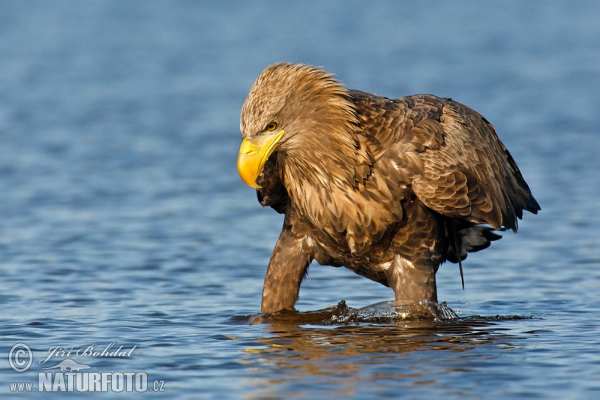 Seeadler (Haliaeetus albicilla)