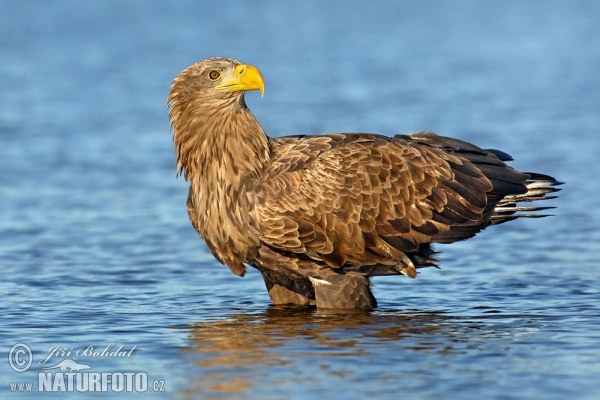 Seeadler (Haliaeetus albicilla)