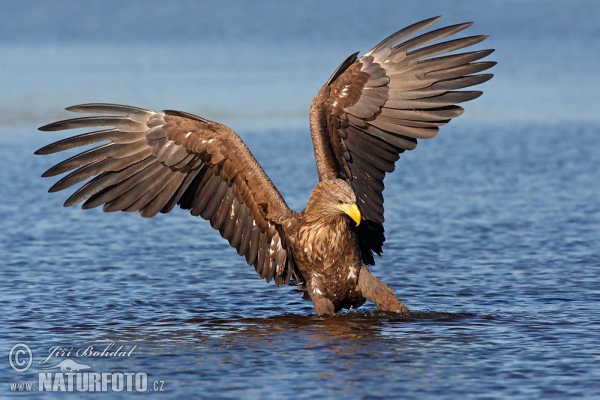 Seeadler (Haliaeetus albicilla)