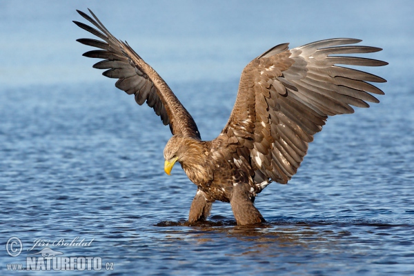 Seeadler (Haliaeetus albicilla)