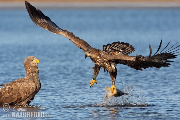 Seeadler (Haliaeetus albicilla)