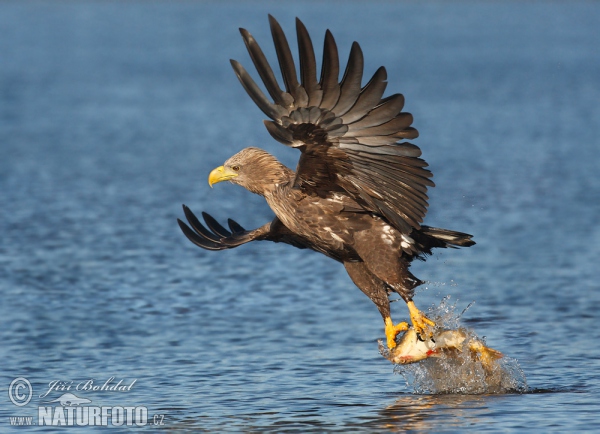 Seeadler (Haliaeetus albicilla)