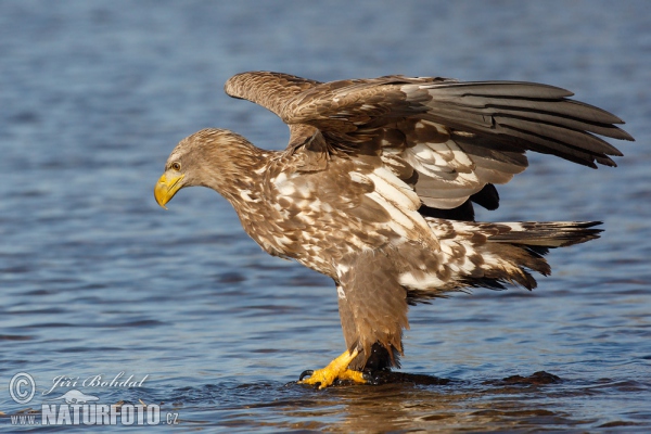 Seeadler (Haliaeetus albicilla)