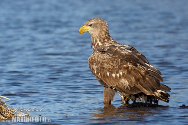 Seeadler (Haliaeetus albicilla)