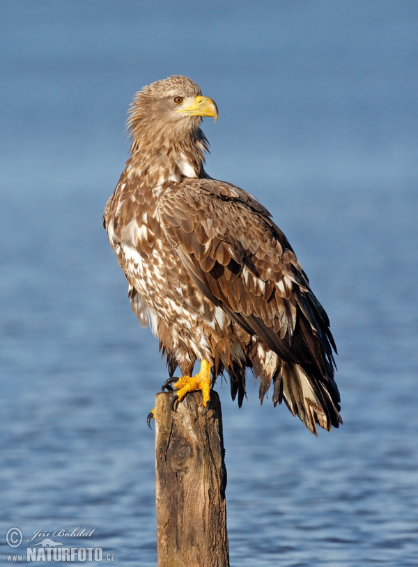 Seeadler (Haliaeetus albicilla)